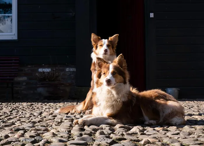住宿加早餐酒店 Meschermolen, Overnachten In De Schuur 3*