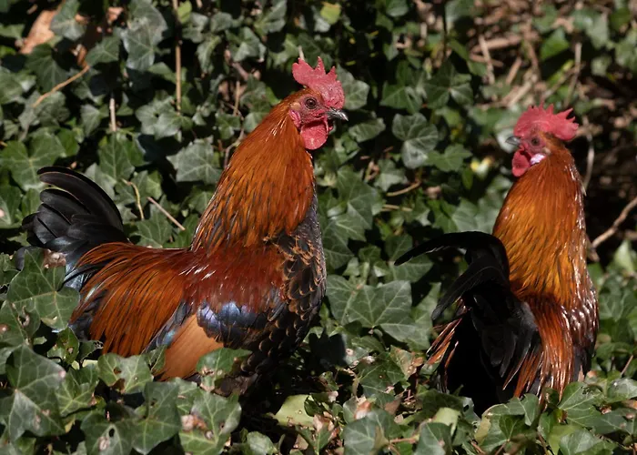 Meschermolen, Overnachten In De Schuur 住宿加早餐酒店 爱斯登