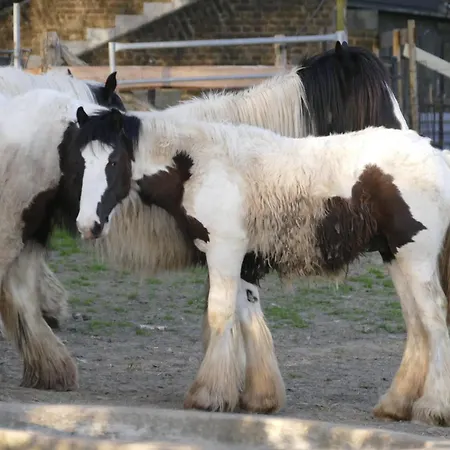 Meschermolen, Overnachten In De Schuur Oda ve Kahvaltı Eijsden