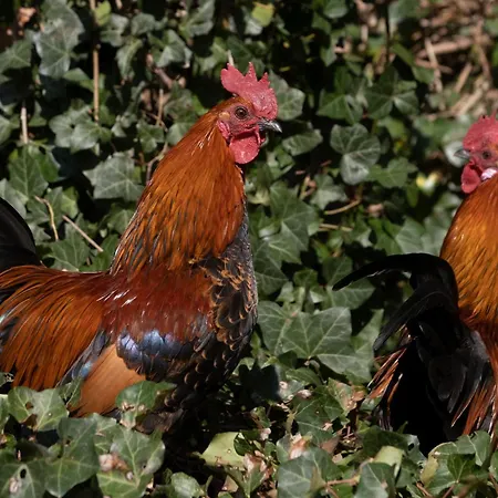 Meschermolen, Overnachten In De Schuur Oda ve Kahvaltı Eijsden