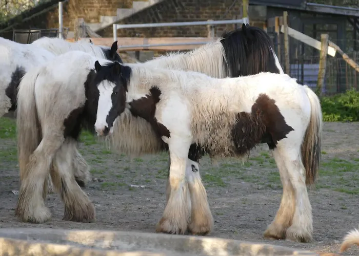 Meschermolen, Overnachten In De Schuur Bed & Breakfast Eijsden